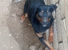 Doberman