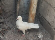 Göyərçin