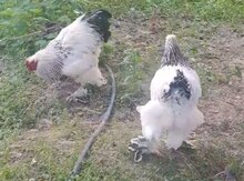 Brama yumurtası