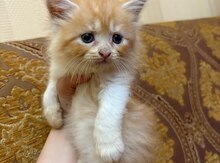 Şinşilla balası
