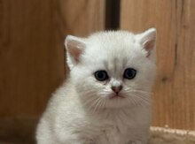 Gümüşlü şinşilla