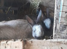 Dovşanlar 