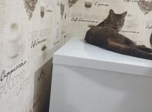 Pişik etibarlı əllərə verilir