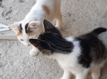 Pişik (etibarlı əllərə verilir)
