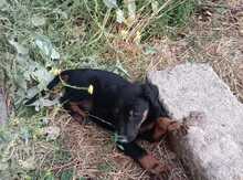 Doberman