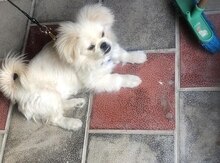 Pekines