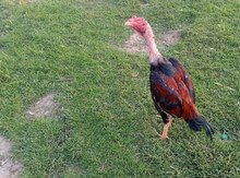 Heyratı 