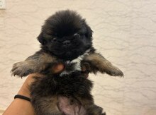 Pekines