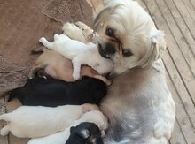Pekines balası