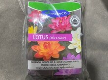 Loros toxumu