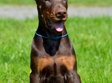 Doberman
