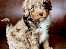 Labradudul 