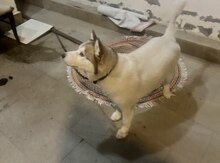 Labrador Retriver etibarlı əllərə verilir