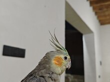 Korella tutuquşu