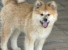 Akita-inu