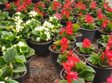 Begonia