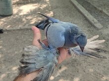 Göyərçin 