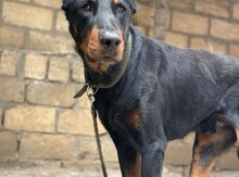 Doberman