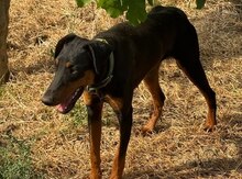 Doberman 