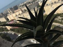 Aloe vera