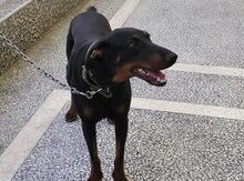 Doberman