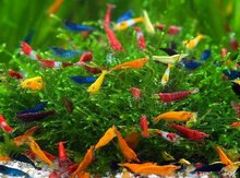 Akvarium aksesuarları və balıqlar