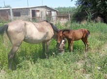 At və balası