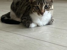 Pişiklər etibarlı əllərə verilir 