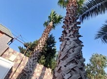 Palma ağacı