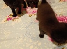 Siam pişik balaları