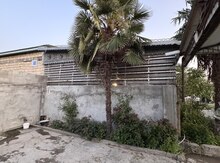 Palma ağacı