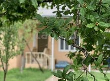 Bağ evi kirayə verilir, Qəbələ r.