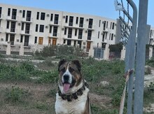 Alabay (cütləşdirmək üçün) 