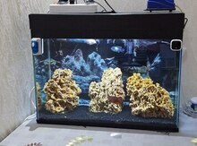 Akvarium və balıqlar