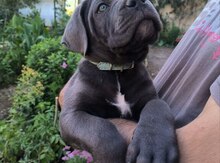 Kane Korso