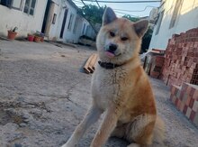 Akita-inu