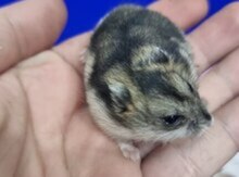 Джунгарские хомячки