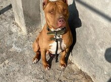 Pitbul balası