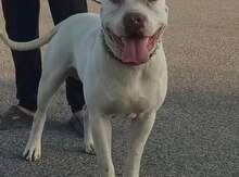 Pitbul