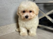 Toy pudel