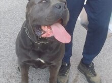 Kane Korso (cütləşdirmək üçün)