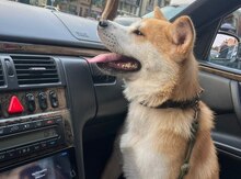 Akita-inu 