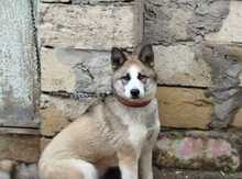 Haski