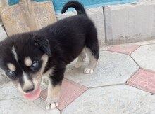 Haski