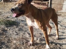 Pitbul
