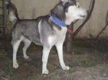 Haski (cütləşdirmək üçün)