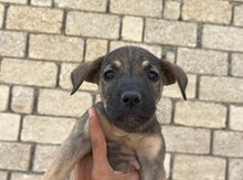 Pitbul