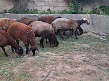 Qoyunlar