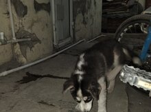 Haski