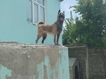 Belçika ofçarkası